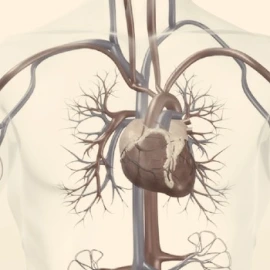 cardiovascular-4b9c934c774a1009a019644879b5ff5a.jpg