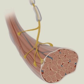 neuromuscular-c9010152c6b863668f6e54e2c12eb602.jpg