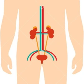 urogenital_cropped-f4b05c12d2de05535ce1bde2edcf6b52.jpg